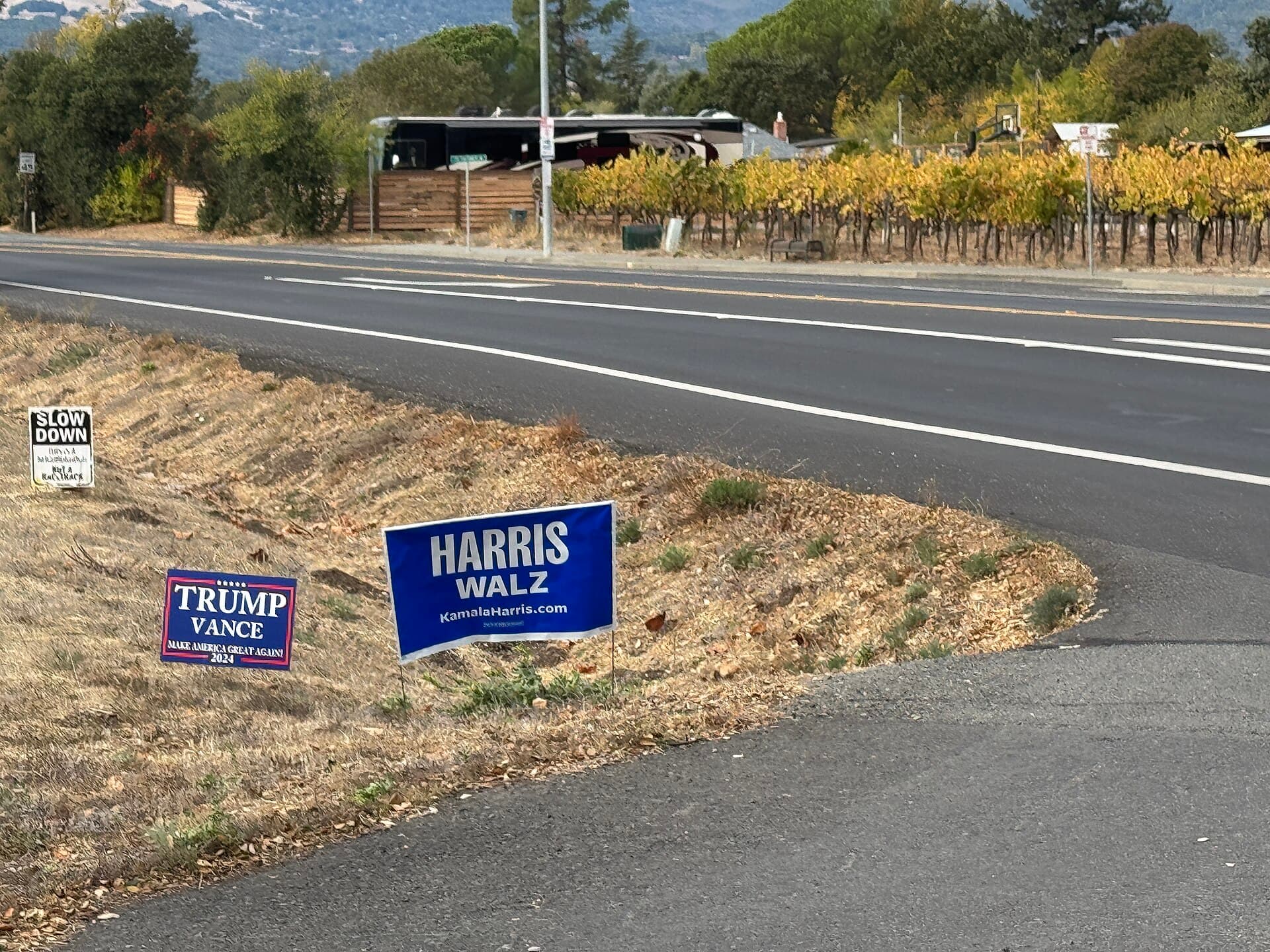 Political yard signs planted along a roadside
